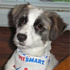 Www Petsmartgroomingsurvey Com   Petsmart Grooming 